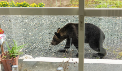 Ayılar şehirleri bastı, Japon askeri göreve çağrıldı
