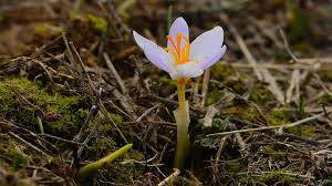 İlk Cemre Düştü Mü? 2026 Cemre Düşme Tarihleri