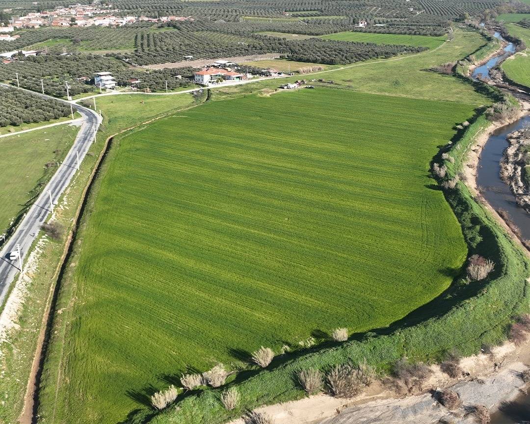 Akhisar Belediyesi Buğday Tarlalarında İlaçlama Çalışması Yaptı