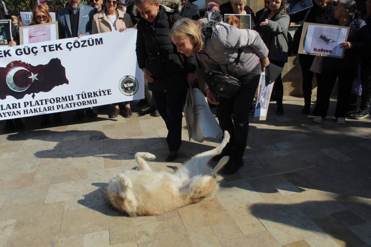 Manisa’da Hayvan Hakları İçin Ortak Çağrı: “Toplamayı Durdur, Yaşatmayı Seç”
