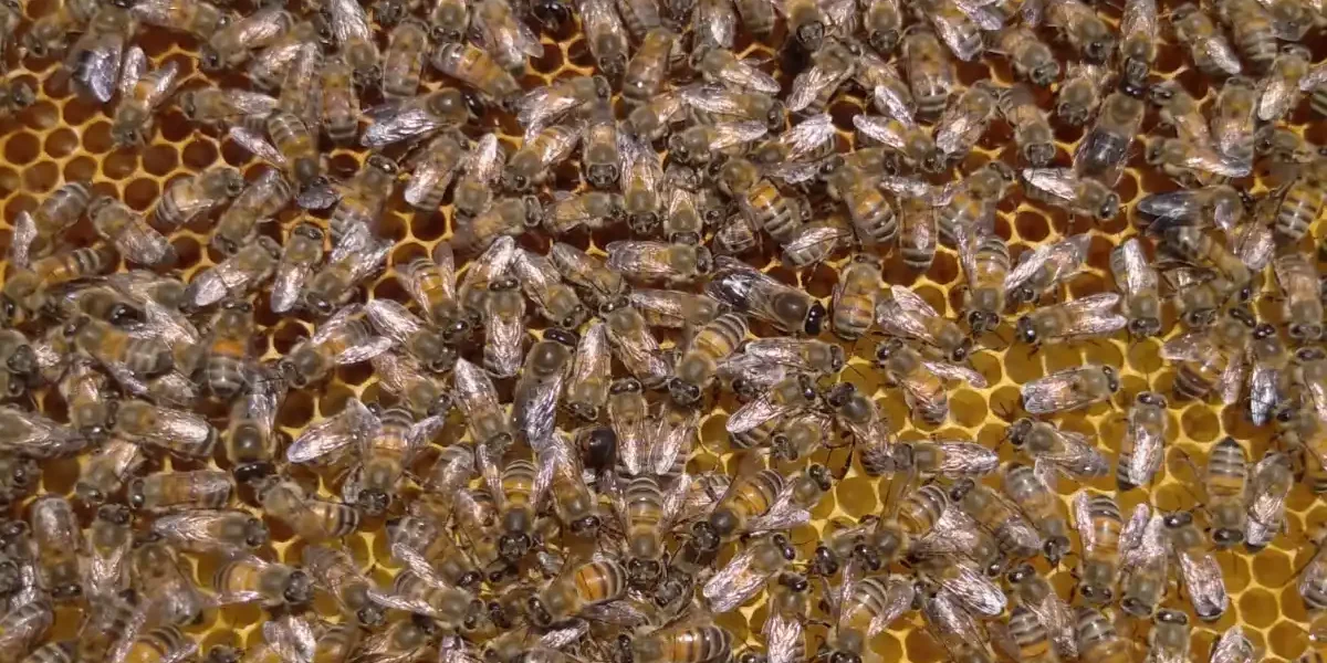 Malatya arı sütünde marka olma yolunda