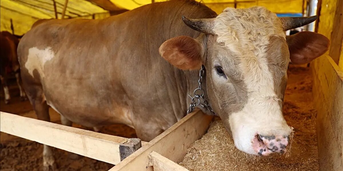 Kurbanlık fiyatları il il sorgulama ekranı 2026: Büyükbaş ve küçükbaş canlı kilo fiyatı ne kadar? İstanbul, Ankara, İzmir ve tüm illerin kurbanlık fiyatları