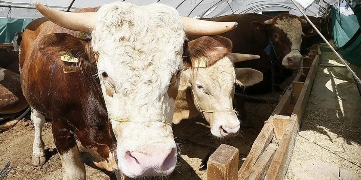 Kurban Bayramı ne zaman, bayram tatili 9 gün olacak mı? Gözler Kabine toplantısında
