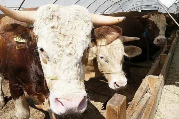 Kurban Bayramı ne zaman, bayram tatili 9 gün olacak mı? Gözler Kabine toplantısında