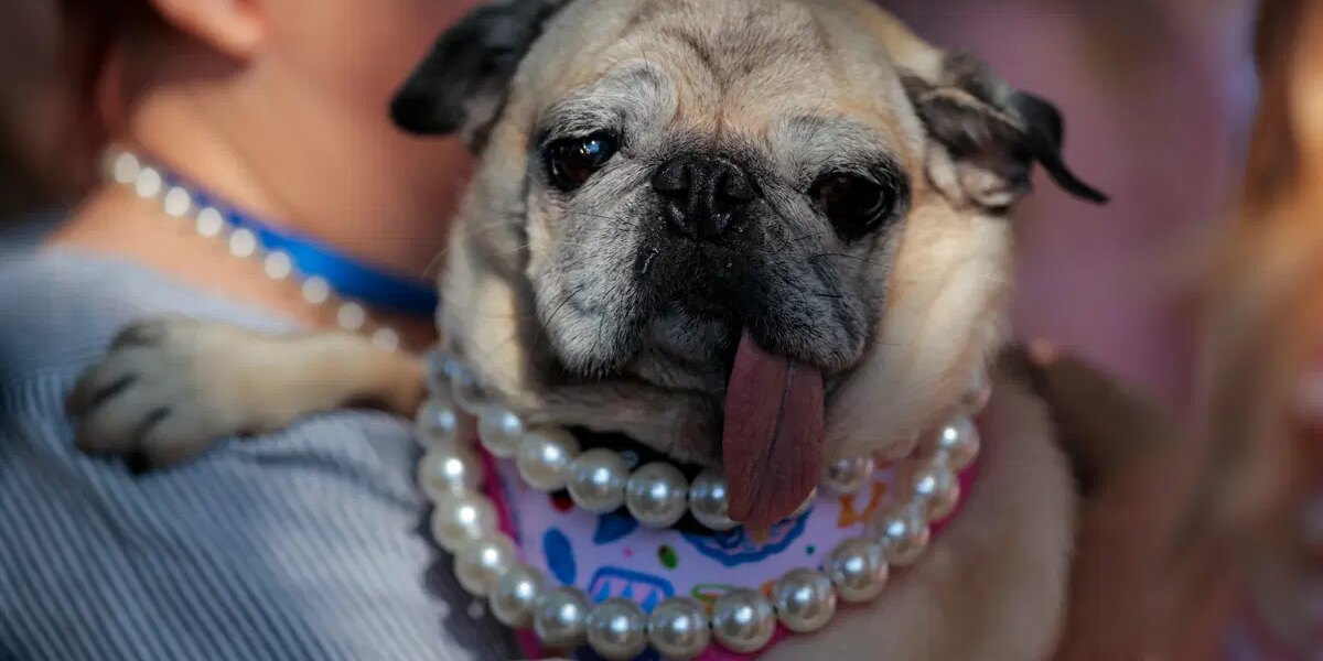 2026’nın en çirkin köpeği seçildi. Kurtarılma hikayesi herkesi duygulandırıyor