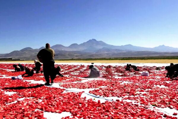 Erciyes’in eteklerinde kurutuluyor, İtalya’da pizzalara lezzet katıyor