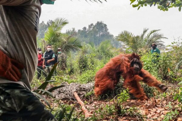 Endonezya’yı saran orman yangınlarında orangutanları kurtarmak için zamanla yarış