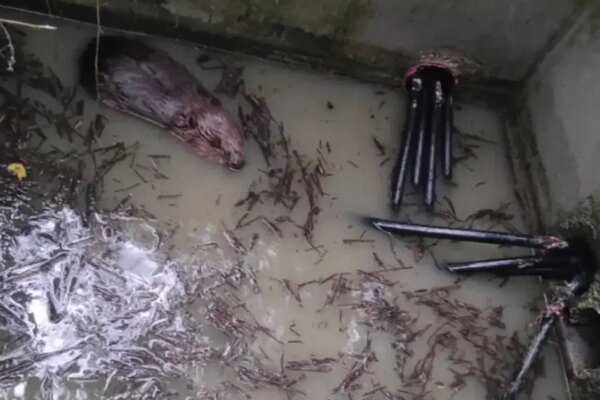 Kunduz kabloları kemirdi, bin 600 hane elektriksiz kaldı