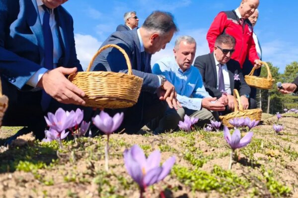 Tek tek toplanıp özenle kurutuluyor. Kilosu 800 bin TL
